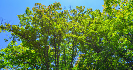 Obraz premium Idyllic landscape of Japanese garden