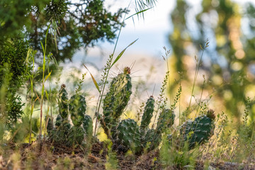 Cactus with thin sharp spikes thriving in the wilderness viewed on a sunny day