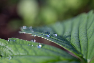 macro photo of green leaf with dew