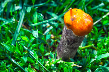 Single Red-Capped Scaber Stalk Fungus, Mushroom (Leccinum Aurantiacum) in the Grass after Rain on a Sunny Summer Day.