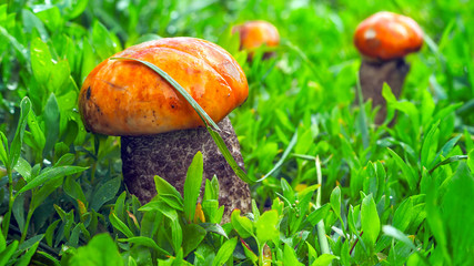 One Big Red-Capped Scaber Stalk Fungus, Mushroom (Leccinum Aurantiacum) and Two Small Ones in the Grass after Rain on a Sunny Summer Day.