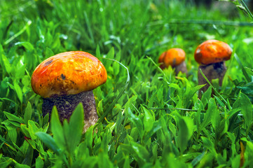 One Big Red-Capped Scaber Stalk Fungus, Mushroom (Leccinum Aurantiacum) and Two Small Ones in the Grass after Rain on a Sunny Summer Day.