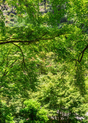 Idyllic landscape of Japanese garden