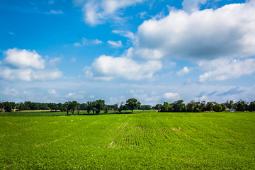 A wide view of a hay field with a blue sky and fluffy cumulous clouds