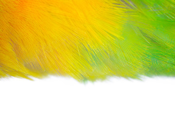 Beautiful macro parrot feather pattern texture background