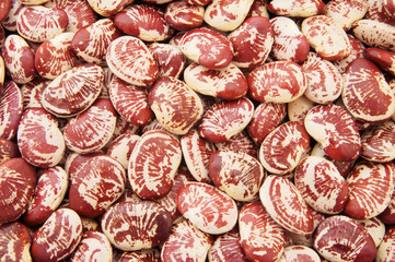 Christmas lima beans background