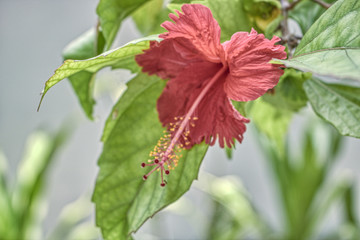 This unique photo shows the beautiful red flower of a big hibiscus shrub. This picture was taken in the Maldives