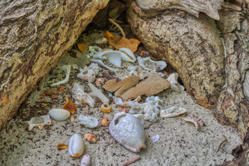 This unique photo shows clams from the sea that have been touched to a tree stump. This picture was taken in the Maldives