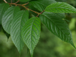 green leaf of a tree