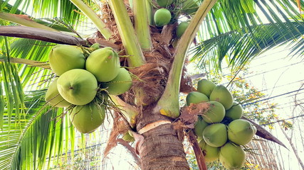 Coconut with coconuts palm tree  are Perennial plant and fruit, coconut bunch on uprisen angle, fragrant coconut, Young Nam-Hom coconut for drinking - Powered by Adobe