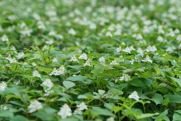 ドクダミ八重咲き群生地