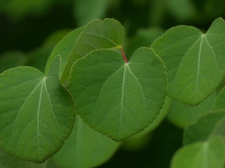 green leaves background