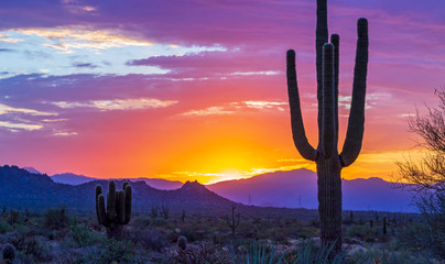 Stunning Sunrise In North Scottsdale AZ Desert Preserve with Purple Skies