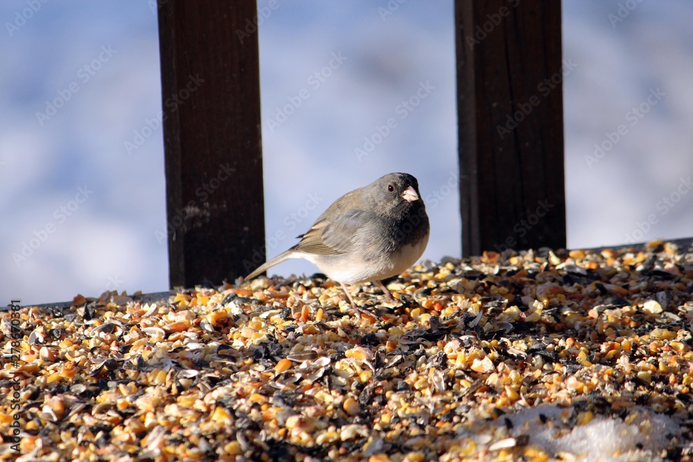 Canvas Prints chubby Junco