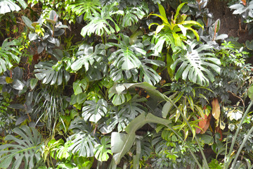 Tropical leaves foliage plant bush floral arrangement nature backdrop background.