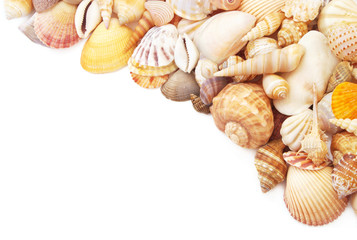 Starfishes with seashells isolated on white background. sea animals  with space for text