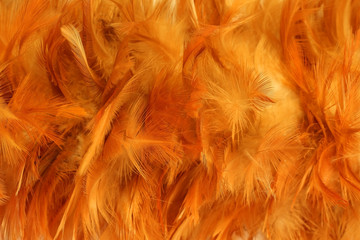 Fototapeta premium Chicken feather color orange.