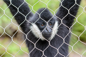 white-cheeked spider monkey (Ateles marginatus) in cage.