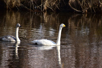 穏やかな冬の川の白鳥