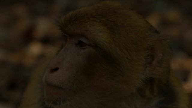 Macaque monkey in Azrou forest, Moroccan atlas.