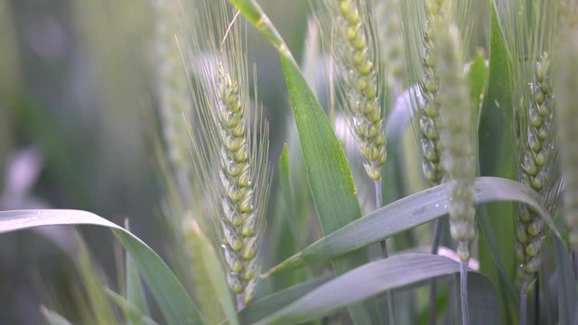 Green wheat growing in field.