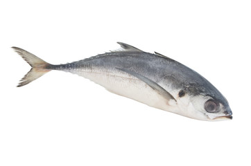 Fototapeta premium Torpedo scad fish isolated on white