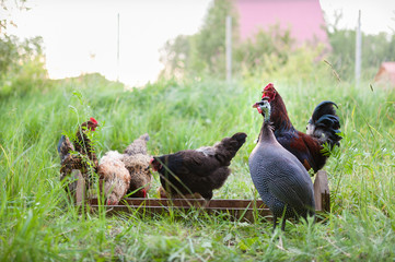 Beautiful grey-mottled Guinea fowl, rooster and chicken eat food from the feeder. Bird feeder is in the grass. Feeding birds on free pasture