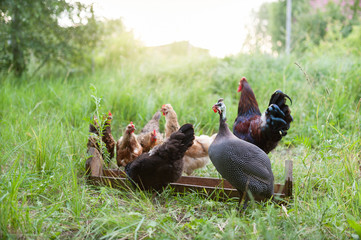 Feeding of free range poultry. Grey-mottled Guinea fowl, rooster and chicken eat feed from the...
