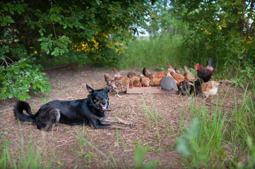 Mongrel black dog lying down on the background of feeding chickens