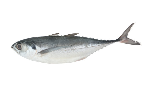 Raw torpedo scad fish isolated on white