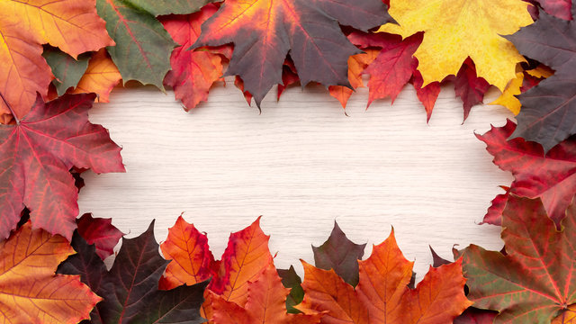 Frame of autumn maple leaves on a white wooden background - a beautiful template for an autumn card or congratulations