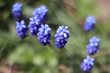 blue flowers in the garden