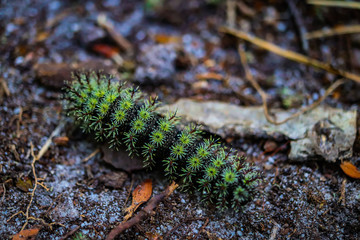 Green Pointy Caterpillar