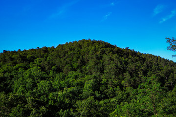 Fototapeta na wymiar mountain covered in trees