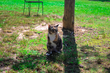 Cat in field 2