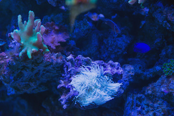 Fish and animals living under water in different climatic zones