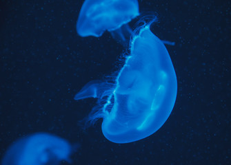 Naklejka na ściany i meble Beautiful jellyfish floating in the neon light