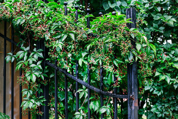 Parthenocissus plant on the iron gate. Green virginia creeper leaves