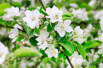 Apple blossom in the garden. Spring flowers on tree.