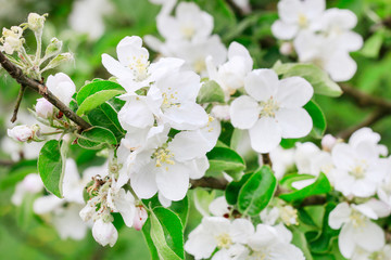 Fototapeta premium Apple blossom in the garden. Spring flowers on tree.