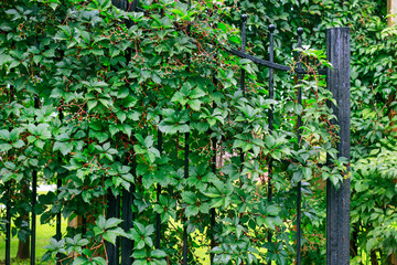 Parthenocissus plant on the iron gate. Green virginia creeper leaves