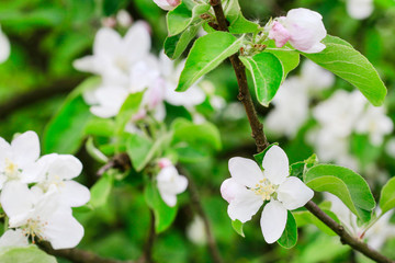 Apple blossom in the garden. Spring flowers on tree.