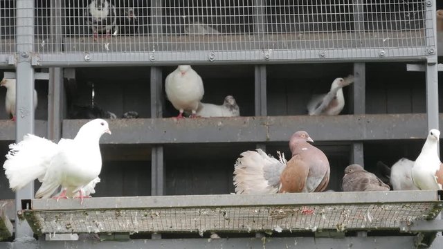 Courtship between doves in the zoo.