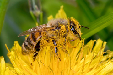 bee on a yellow flower