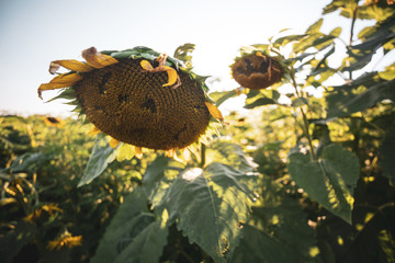 A field of sunflowers bloom at McKee Besher Wildlife Management Area in Poolesville, Maryland in the summertime.