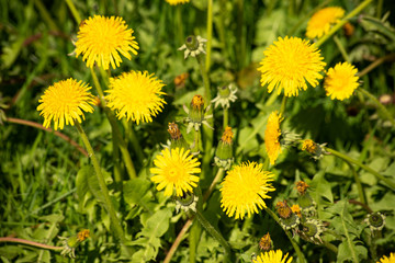 Bright yellow dandelion in the green field