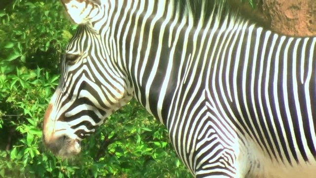 Closeup of a zebra in the hot sun