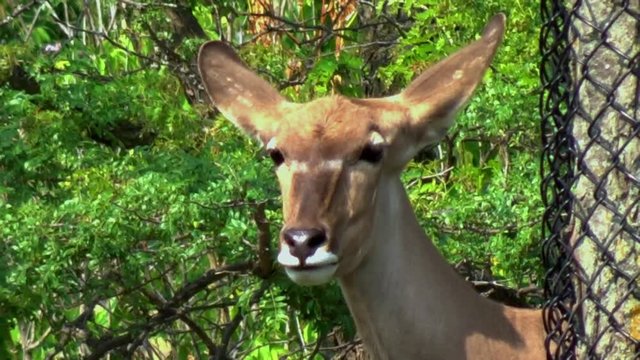 Closeup of an African deer on a hot summer day.
