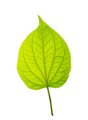 Fresh Wildbetal Leafbush leaf, the name of one vegetable herb tree, closeup shot back side of leaf on  white isolated with clipping path. 