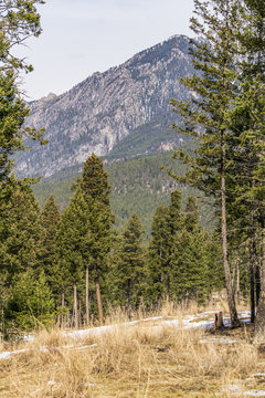spring time at canadian rocky mountain park with yellow grass and green trees.